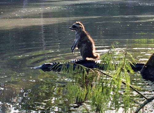 tastefullyoffensive:A Florida man snapped a photo of a raccoon riding an alligator at the Ocala Nati