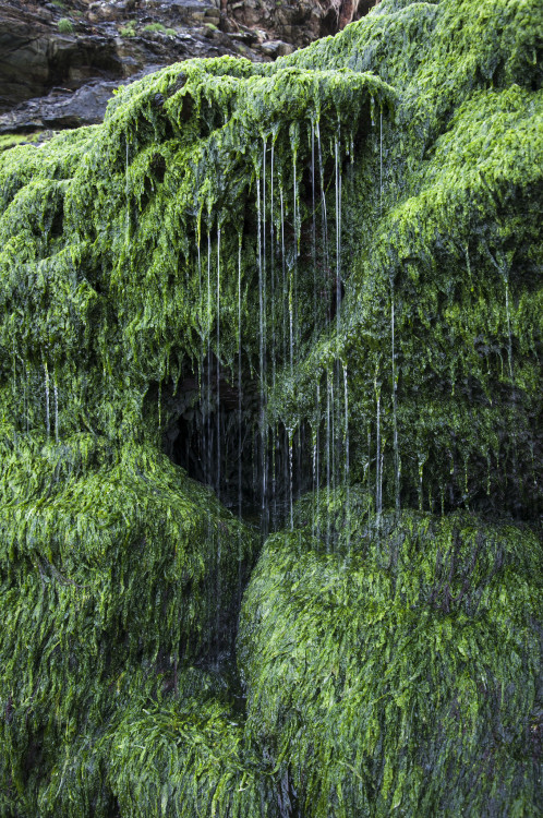 decepticun: Green and Drippy | by Keartona