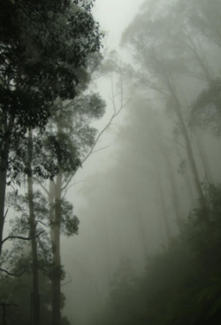 sixpenceee:  The Black Spur road near Marysville, Victoria, Australia. The evocatively named Black spur is a very narrow windy road which unfortunately has many accidents, due to people driving too fast for the conditions.