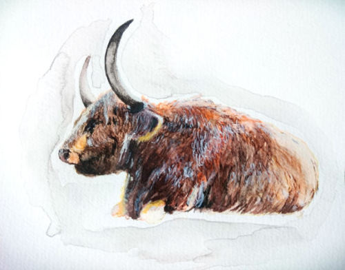 Highland Cattle, Watercolor painting // Etsy