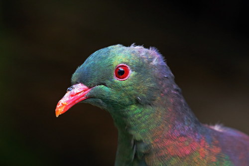 New Zealand Pigeon (Hemiphaga novaeseelandiae)© Paul