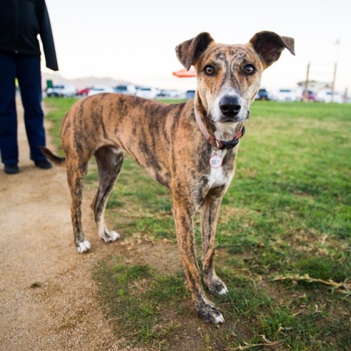 thedogist:Nacho, Greyhound mix (1 y/o), Crissy Field Center, San Francisco, CA • “He loves to chase 