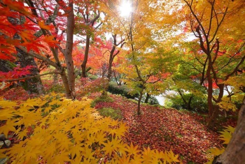 quiet-nymph: Kyoto.Nara.collection on Instagram