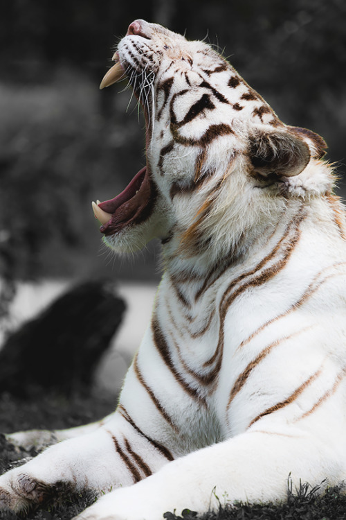 luxuryera:  White Tiger | Photographer