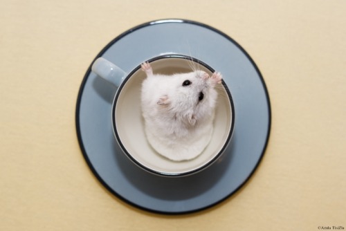 hamsterography: Yuki in a cup at different moments :)