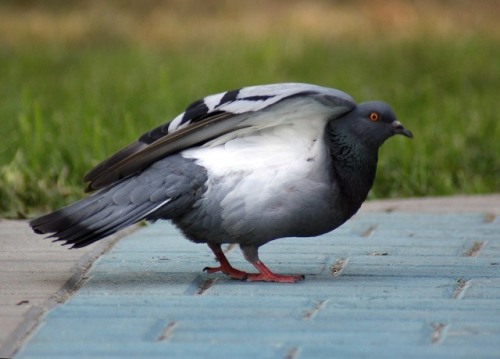 galaxycarm: quock-ko: Very cute stretch moves that some birds do, pigeons included. Wings up tight