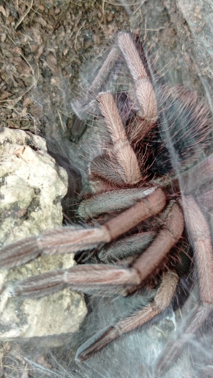 simon-newman:So. My #007 Tarantula molted today in the morning.This is Phormictopus Sp. “Bayah