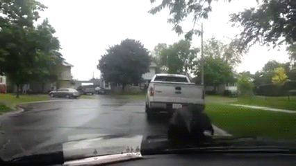 humoristics:  This crow just don’t care      