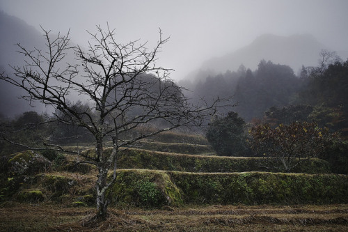 misty fields by marunosuke199 on Flickr.