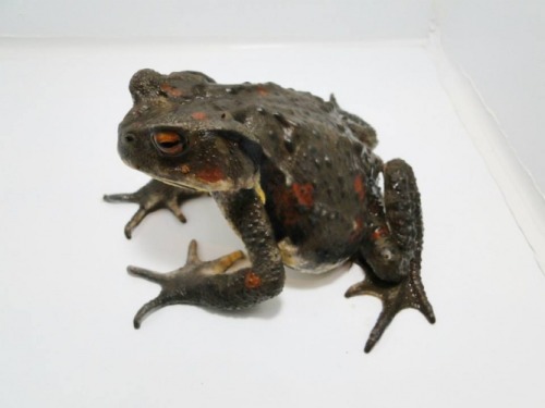 toadschooled:Dark and striking Japanese stream toads [also known as the Honshū Toad; Bufo torrentico