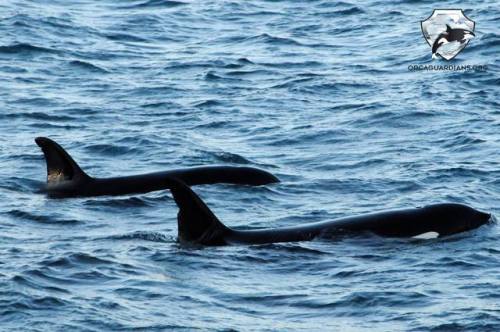 icelandic-orca: Vendetta (SN069) has made her return to Iceland from Scotland taking almost her whol