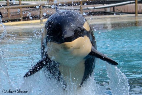 Gender: MalePod: N/APlace of Capture: Born at Marineland Antibes, FranceDate of Capture: Born Novemb