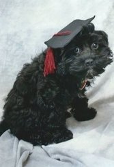 Hotboyproblems:  My Puppy Graduated From Puppy Scool Look At Him!!!