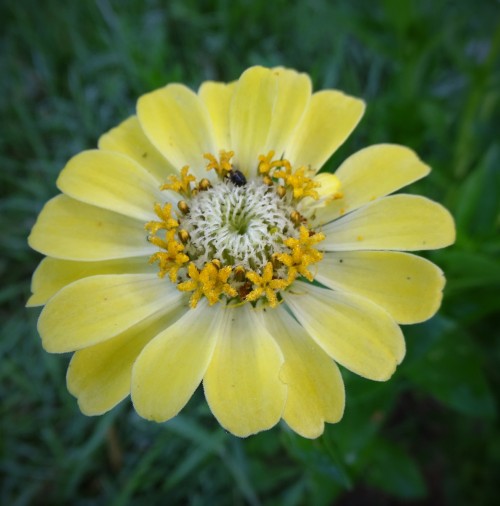 forsythiahill:How could anyone not like Zinnia! Never disappoints.