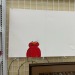 shiftythrifting:Of course I got it  Mood.