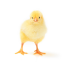 awholeboxofchickens