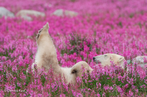 Canadian photographer captures polar bears playing in flower fields [link]