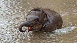 llbwwb:   Todays Cuteness:) (via 500px / Splish Splash I was taking a bath by George Reclos) 