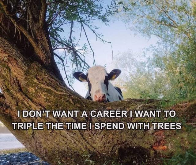 Embedded image 1