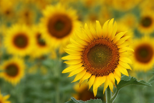 floralls: Sunflowers Ellis Co. TX  by  Ken Slade