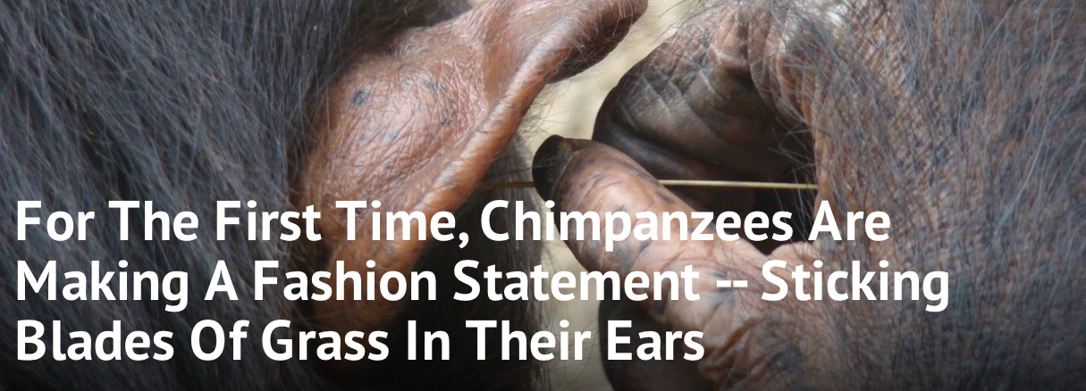 bile100:  zodiacbaby:  sixpenceee:  According to a study in the journal Animal Cognition,