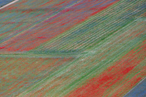  fields of castelluccio 