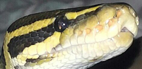 no-limbs-only-snoots:cornsnoot:for-the-love-of-a-snake:H I MhimHim