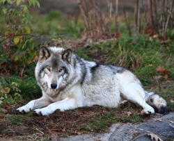 beautiful-wildlife:  Wolf by etienne242