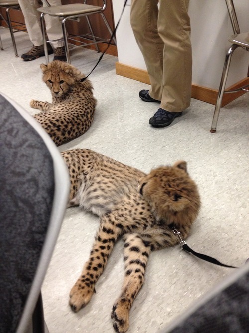 So I'm learning about Cheetah's in my Biology of East Africa class