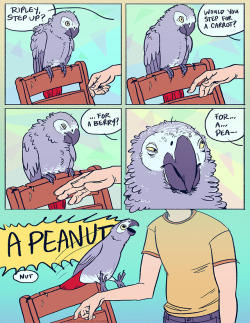 draconym:  draconym: Did you know: parrots are susceptible to bribery I also considered this for panel 4 