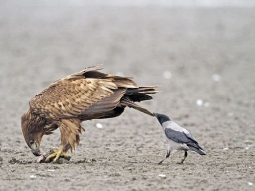 ainawgsd:Hooded CrowThe hooded crow, with its contrasted greys and blacks, cannot be confused with e