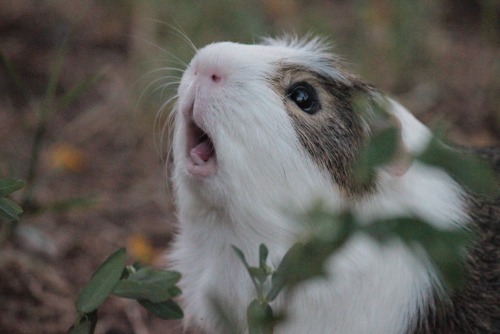 wigglesandpiggles: The face he made after eating a gross weed. He somehow managed to make it super c