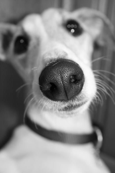 FIFTYSHADESOFGREYHOUND