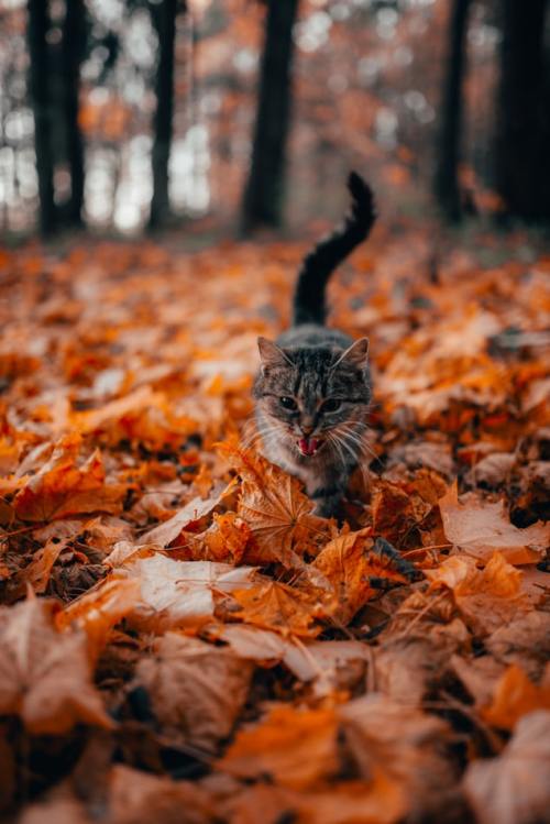 virtuallyinsane-autumn:byVadim Sadovski