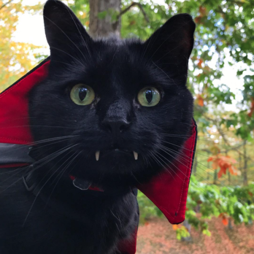 catsbeaversandducks:These Cute Vampurrs Want To Wish You A Happy Halloween“And we also want to suck your blood!”Photos by Monk And Bean