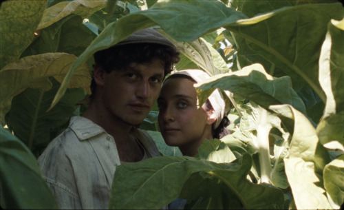 freakin-deakin:Happy as Lazzaro (2018)Dir. Alice RohrwacherCinematography: Hélène Louv