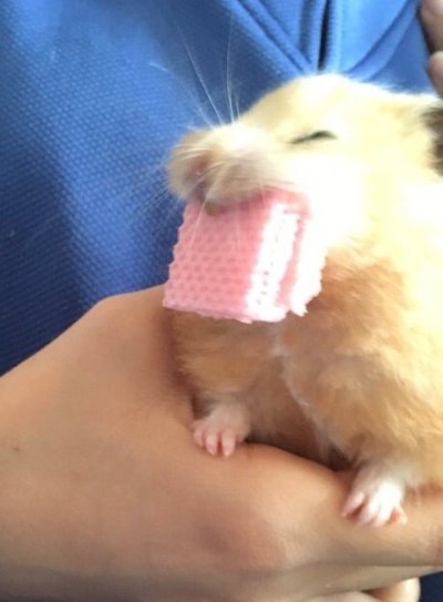 tastefullyoffensive:  (via safavilayla)
