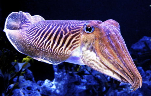 tsunamisamm:some of my favorite images of the cuttlefishSuch amazing creatures.