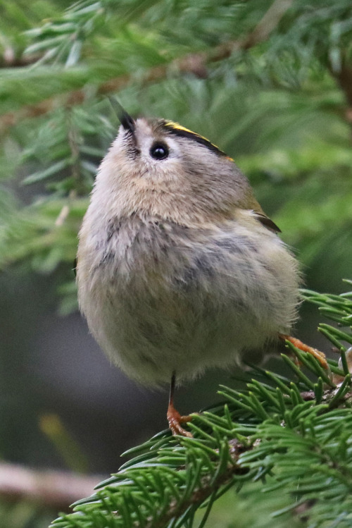 michaelnordeman:Goldcrest/kungsfågel. 