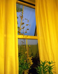 tisay19:  definitely acquiring yellow curtains when i move