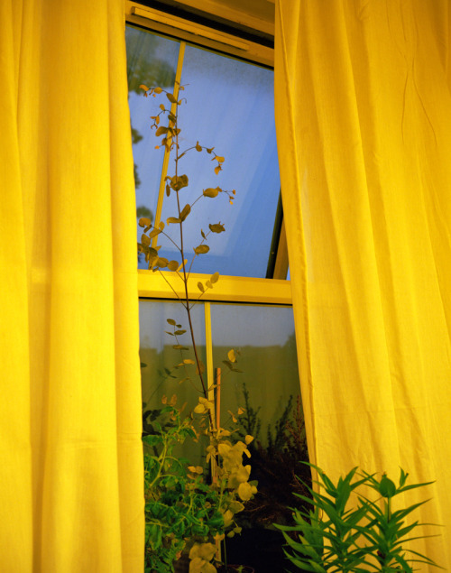 XXX tisay19:  definitely acquiring yellow curtains photo