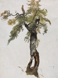thunderstruck9:Attributed to Friedrich Gauermann (Austrian, 1807-1862), Study of a Tree. Oil on paper, 34.5 x 28 cm.