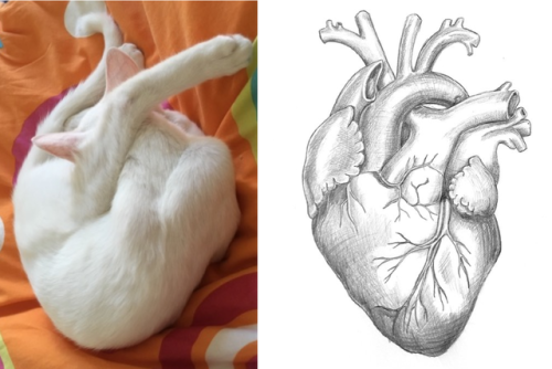 kittysuggest: hitmewithcute: Today our rescue became an anatomically correct heart. Its cuz kitter i