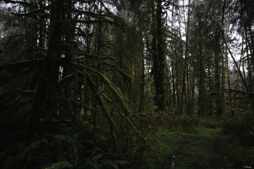 garettphotography:The Hoh Rainforest, located in western Washington state in Olympic National Park, 
