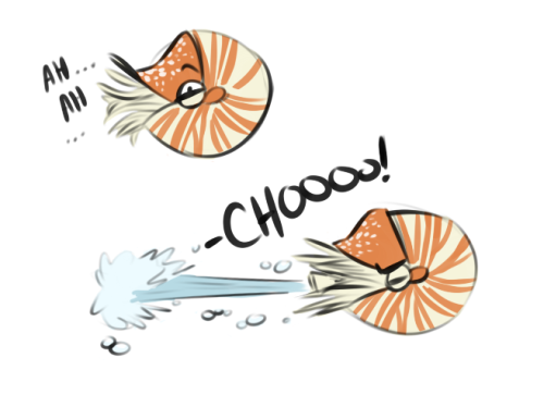 montereybayaquarium:molluskmeat:cephalopod appreciation post!*appreciation intensifies* 