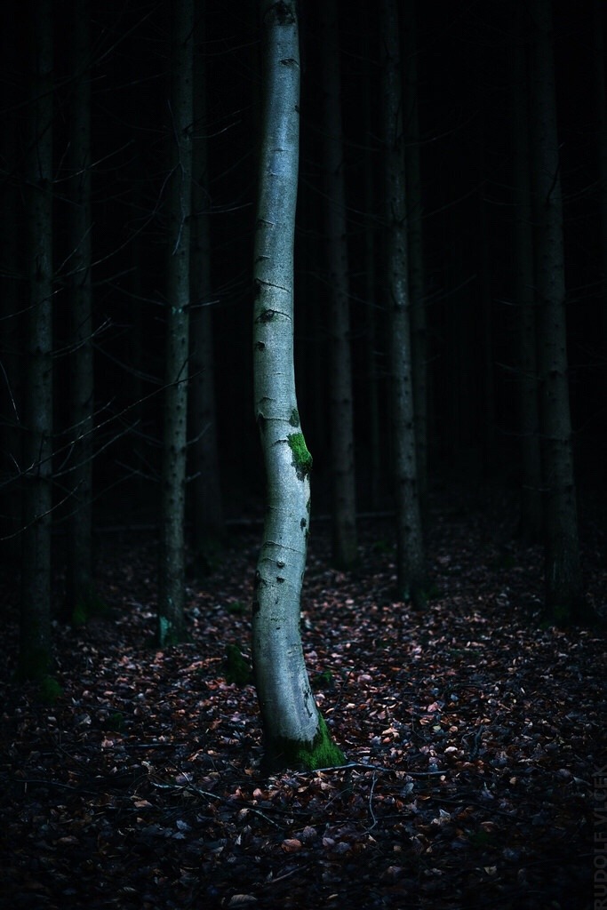 rudolfvlcek:Beech Tree