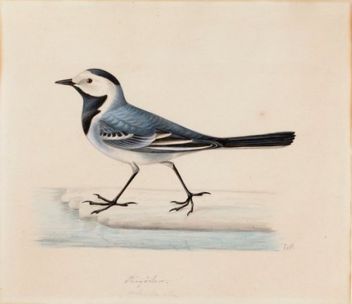 finnish-art-gallery: White Wagtail, Ferdinand von Wright, Finnish National Gallerykokoelmat.f