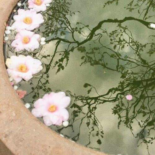 floral-bi: Sword and Flower Aromantic for anonymous