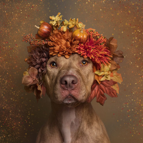 tamponinateacup: awesome-picz: ‘Pit Bull Flower Power’ by  French photographer Soph