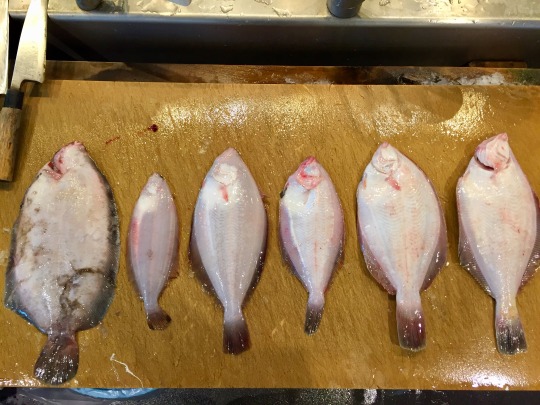 大川魚店 — かれい、鰈、カレイ！